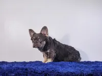 Liam, a male French Bulldog for sale in Palm Beach, FL – Photo 2 of 6