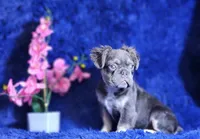 Liam, a male French Bulldog for sale in Palm Beach, FL – Photo 5 of 5