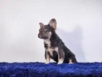 Liam, a male French Bulldog for sale in Palm Beach, FL – Photo 3 of 6