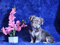 Liam, a male French Bulldog for sale in Palm Beach, FL – Photo 4 of 5