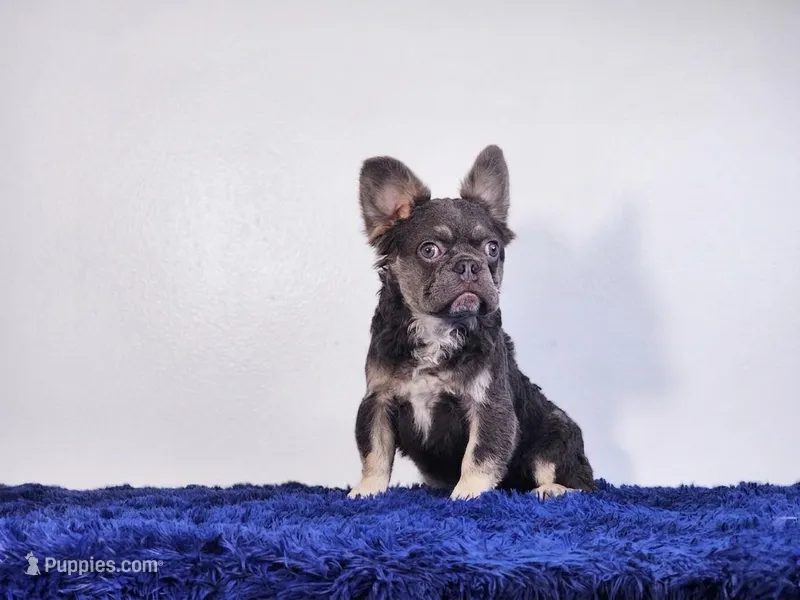 Liam – French Bulldog puppy for sale in Palm Beach, FL