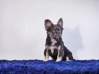 Liam, a male French Bulldog for sale in Palm Beach, FL – Photo 1 of 6