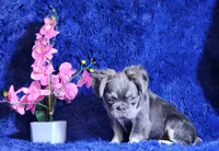 Liam, a male French Bulldog for sale in Palm Beach, FL – Photo 3 of 5