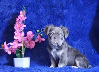 Liam, a male French Bulldog for sale in Palm Beach, FL – Photo 1 of 5