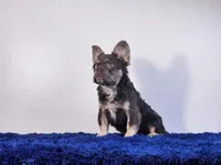 Liam, a male French Bulldog for sale in Palm Beach, FL – Photo 5 of 6