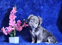 Liam, a male French Bulldog for sale in Palm Beach, FL – Photo 2 of 5