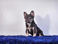 Liam, a male French Bulldog for sale in Palm Beach, FL – Photo 6 of 6