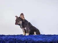 Liam, a male French Bulldog for sale in Palm Beach, FL – Photo 4 of 6