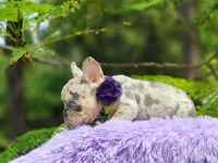 Lia, a female French Bulldog for sale in Palm Beach, FL – 2 of 5