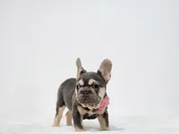 Kika, a female French Bulldog for sale in Palm Beach, FL – 6 of 9