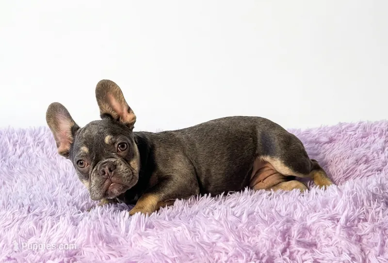 Candy – French Bulldog puppy for sale in Palm Beach, FL