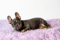 Candy, a female French Bulldog for sale in Palm Beach, FL – 1 of 5
