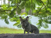 Leo, a male French Bulldog for sale in Palm Beach, FL – 7 of 9