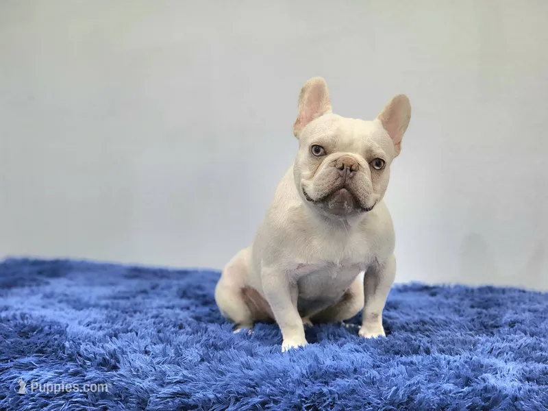 Mason – French Bulldog puppy for sale in Palm Beach, FL