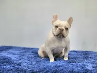 Mason, a male French Bulldog for sale in Palm Beach, FL – 1 of 9