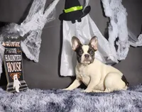 Leila, a female French Bulldog for sale in Palm Beach, FL – Photo 1 of 4