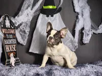 Leila, a female French Bulldog for sale in Palm Beach, FL – Photo 3 of 4