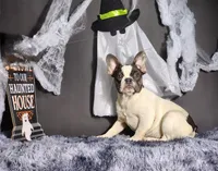 Leila, a female French Bulldog for sale in Palm Beach, FL – Photo 2 of 4