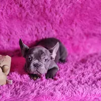 Mylady, a female French Bulldog for sale in Palm Beach, FL – Photo 9 of 10