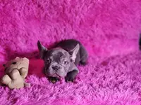 Mylady, a female French Bulldog for sale in Palm Beach, FL – Photo 9 of 10