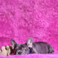 Mylady, a female French Bulldog for sale in Palm Beach, FL – Photo 2 of 10
