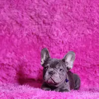 Mylady, a female French Bulldog for sale in Palm Beach, FL – Photo 8 of 10