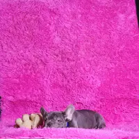 Mylady, a female French Bulldog for sale in Palm Beach, FL – Photo 3 of 10