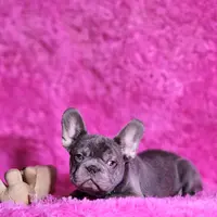 Mylady, a female French Bulldog for sale in Palm Beach, FL – Photo 1 of 10