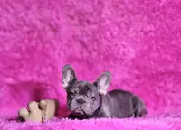 Mylady, a female French Bulldog for sale in Palm Beach, FL – Photo 1 of 10