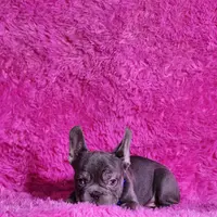 Mylady, a female French Bulldog for sale in Palm Beach, FL – Photo 10 of 10