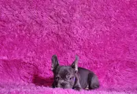 Mylady, a female French Bulldog for sale in Palm Beach, FL – Photo 10 of 10