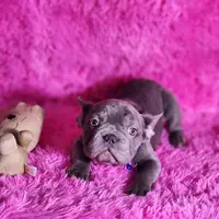 Mylady, a female French Bulldog for sale in Palm Beach, FL – Photo 6 of 10