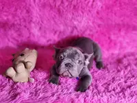 Mylady, a female French Bulldog for sale in Palm Beach, FL – Photo 6 of 10