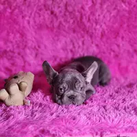 Mylady, a female French Bulldog for sale in Palm Beach, FL – Photo 7 of 10
