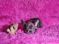 Mylady, a female French Bulldog for sale in Palm Beach, FL – Photo 7 of 10