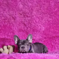 Mylady, a female French Bulldog for sale in Palm Beach, FL – Photo 5 of 10