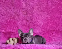 Mylady, a female French Bulldog for sale in Palm Beach, FL – Photo 5 of 10