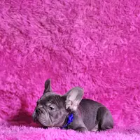 Mylady, a female French Bulldog for sale in Palm Beach, FL – Photo 4 of 10