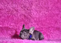 Mylady, a female French Bulldog for sale in Palm Beach, FL – Photo 4 of 10