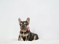 Kika, a female French Bulldog for sale in Palm Beach, FL – 9 of 9
