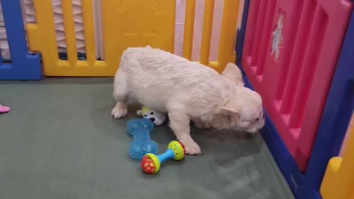 Emmet, a male French Bulldog for sale in Palm Beach, FL – 2 of 6