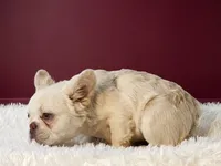 Emmet, a male French Bulldog for sale in Palm Beach, FL – 3 of 6