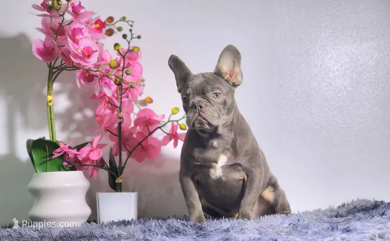 Leo – French Bulldog puppy for sale in Palm Beach, FL