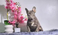 Leo, a male French Bulldog for sale in Palm Beach, FL – 1 of 5