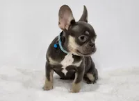 Adriana, a female French Bulldog for sale in Palm Beach, FL – 5 of 5