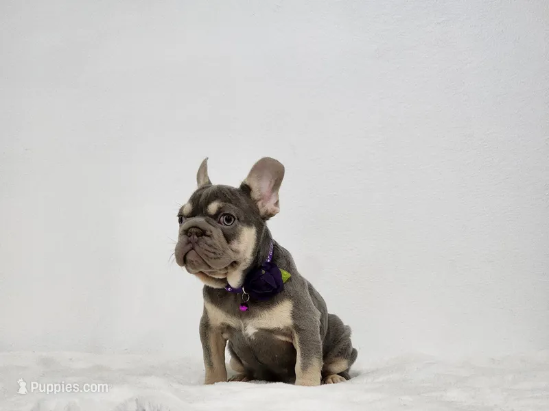 Moon – French Bulldog puppy for sale in Palm Beach, FL