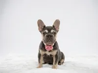 Kika, a female French Bulldog for sale in Palm Beach, FL – 5 of 9