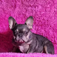 Muneca, a female French Bulldog for sale in Palm Beach, FL – 4 of 5
