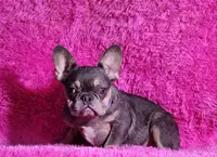 Muneca, a female French Bulldog for sale in Palm Beach, FL – Photo 4 of 5