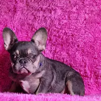 Muneca, a female French Bulldog for sale in Palm Beach, FL – 3 of 5